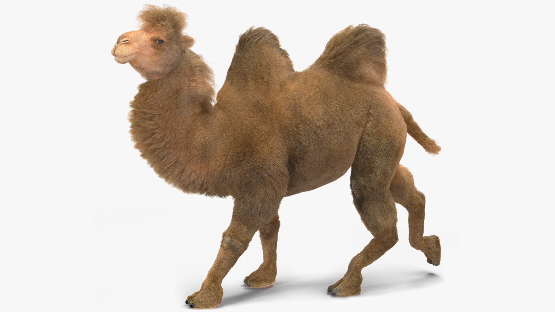 Bactrian Camel Fur Rigged 3D model preview