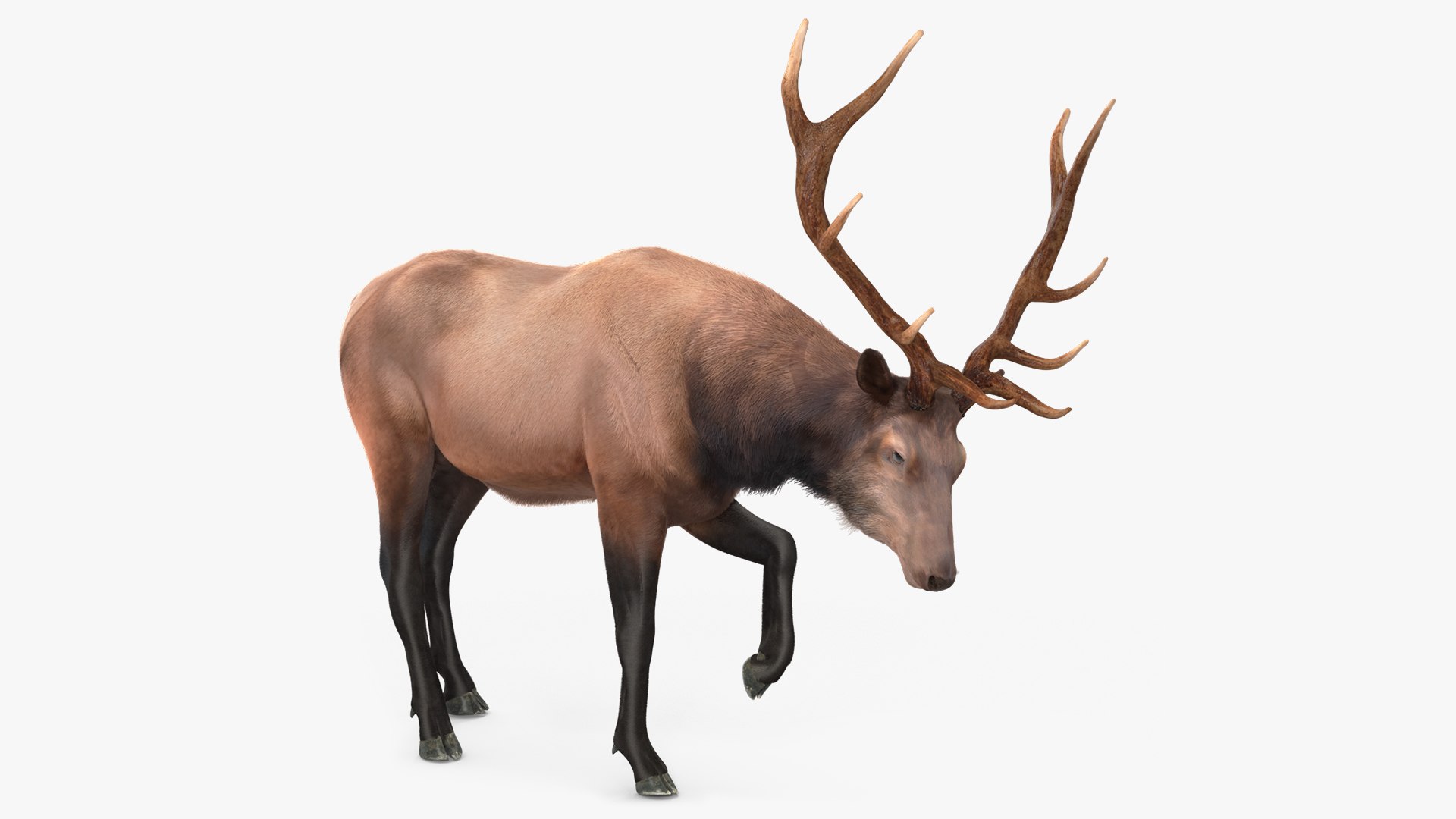 Wapiti with Fur 3D model preview
