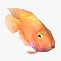 Blood Parrot Cichlid Rigged