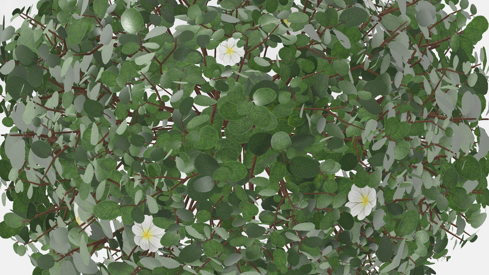 Bush with flowers 3D model https://p.turbosquid.com/ts-thumb/z4/aHoRtu/LR/bushwithflowers998/png/1735377452/1920x1080/fit_q87/53a6ad6662a60cad18e23322f1668f4e4c5ca62e/bushwithflowers998.jpg