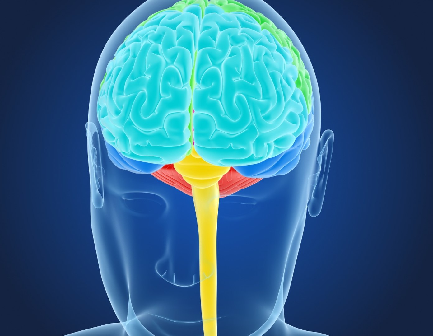 3D xray human brain anatomy https://p.turbosquid.com/ts-thumb/z4/djBA3t/7hMccxf7/previewbrain0004/jpg/1513325212/1920x1080/fit_q87/3a53b583bf089a08a7648f7c2a207255ea49f3f2/previewbrain0004.jpg