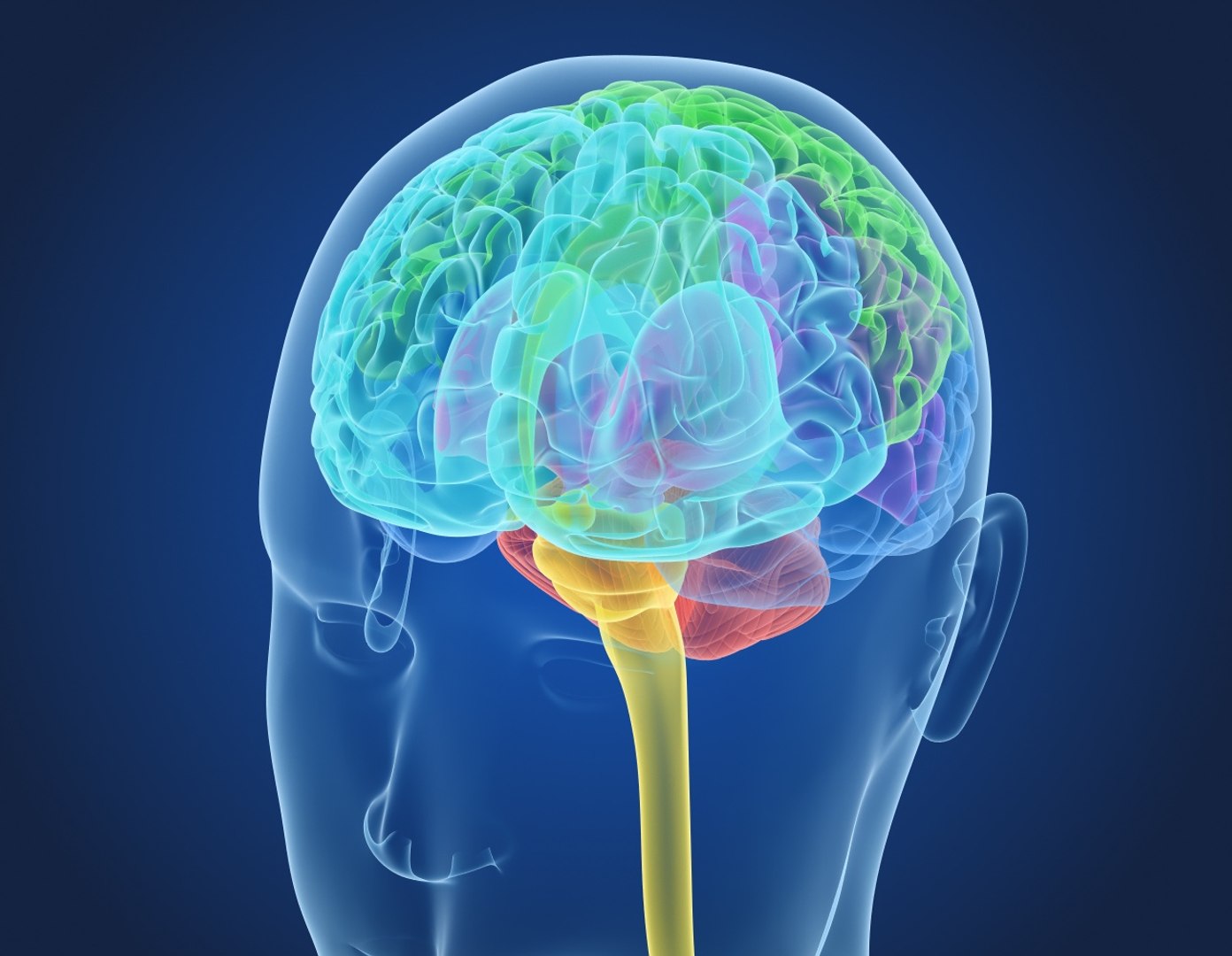 3D xray human brain anatomy https://p.turbosquid.com/ts-thumb/z4/djBA3t/9gkbEiIi/preview0003/jpg/1513325143/1920x1080/fit_q87/66344e5dc9ad654e4945887a3f64062fedc4c8b3/preview0003.jpg