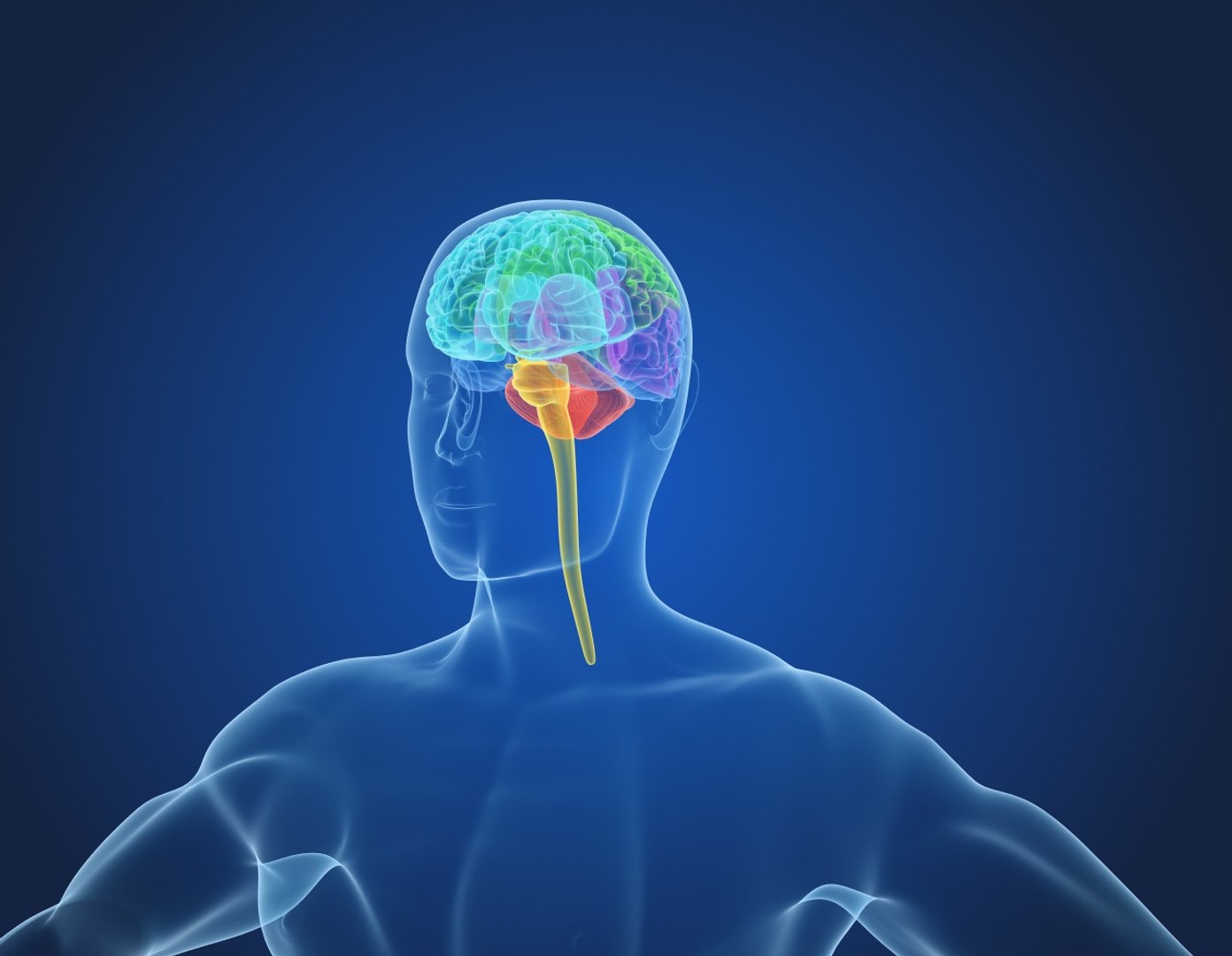 3D xray human brain anatomy https://p.turbosquid.com/ts-thumb/z4/djBA3t/AcGVGkPz/preview0006/jpg/1513325143/1920x1080/fit_q87/b24b8fd8f6efdf3e9b2107cd6e5ab0b878441105/preview0006.jpg