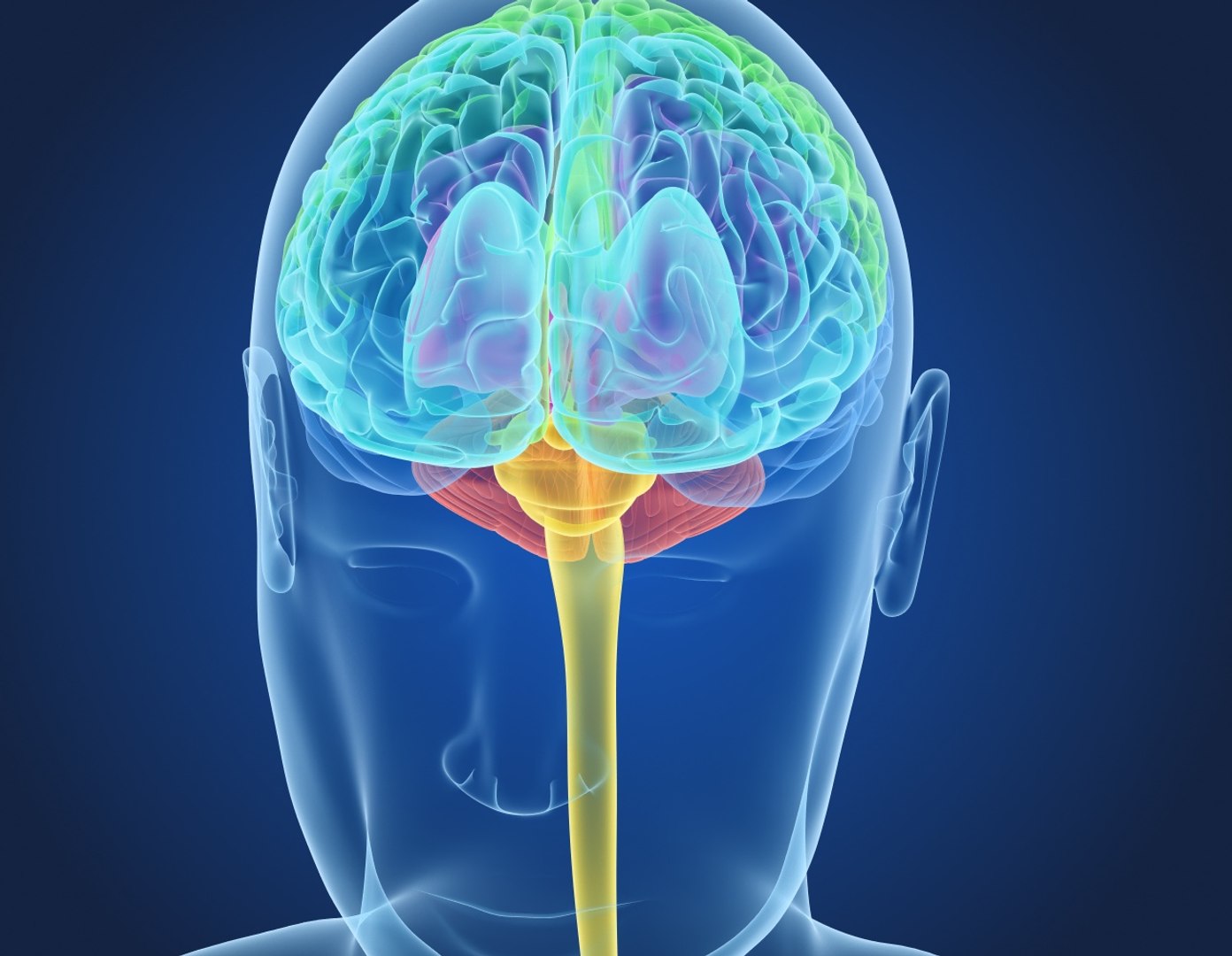 3D xray human brain anatomy https://p.turbosquid.com/ts-thumb/z4/djBA3t/GO03Kfy5/preview0004/jpg/1513325143/1920x1080/fit_q87/a7af1c2e767ba2f0ec75a2c8721ca423d238cadf/preview0004.jpg