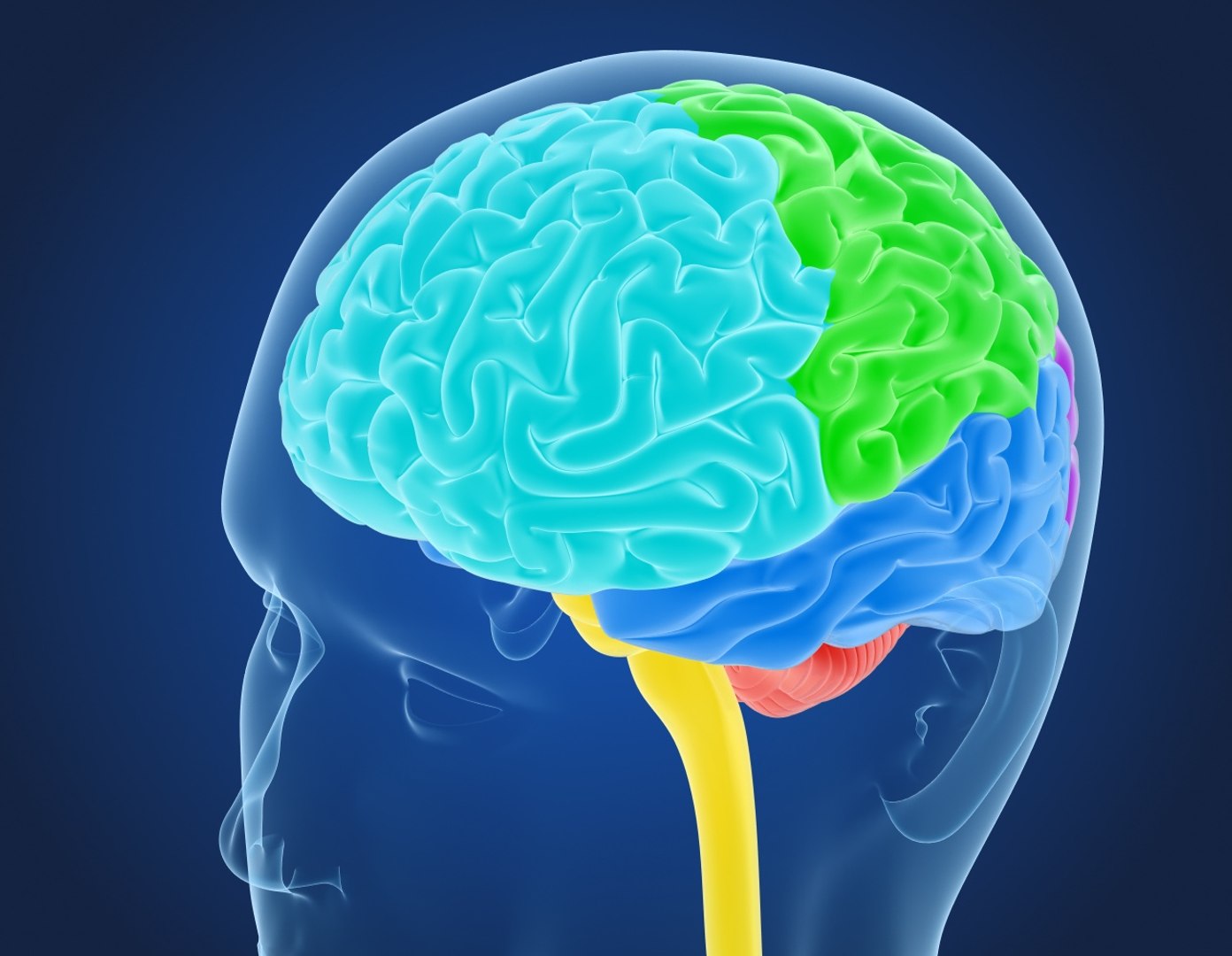 3D xray human brain anatomy https://p.turbosquid.com/ts-thumb/z4/djBA3t/QiixxxLD/previewbrain0002/jpg/1513325212/1920x1080/fit_q87/4f9b92825db46dd092d486e71469b2bb867d13e5/previewbrain0002.jpg