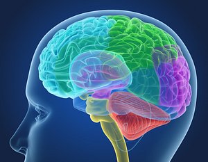 Xray Brain anatomy with inner structure