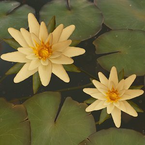 water lilies ready pbr 3D model