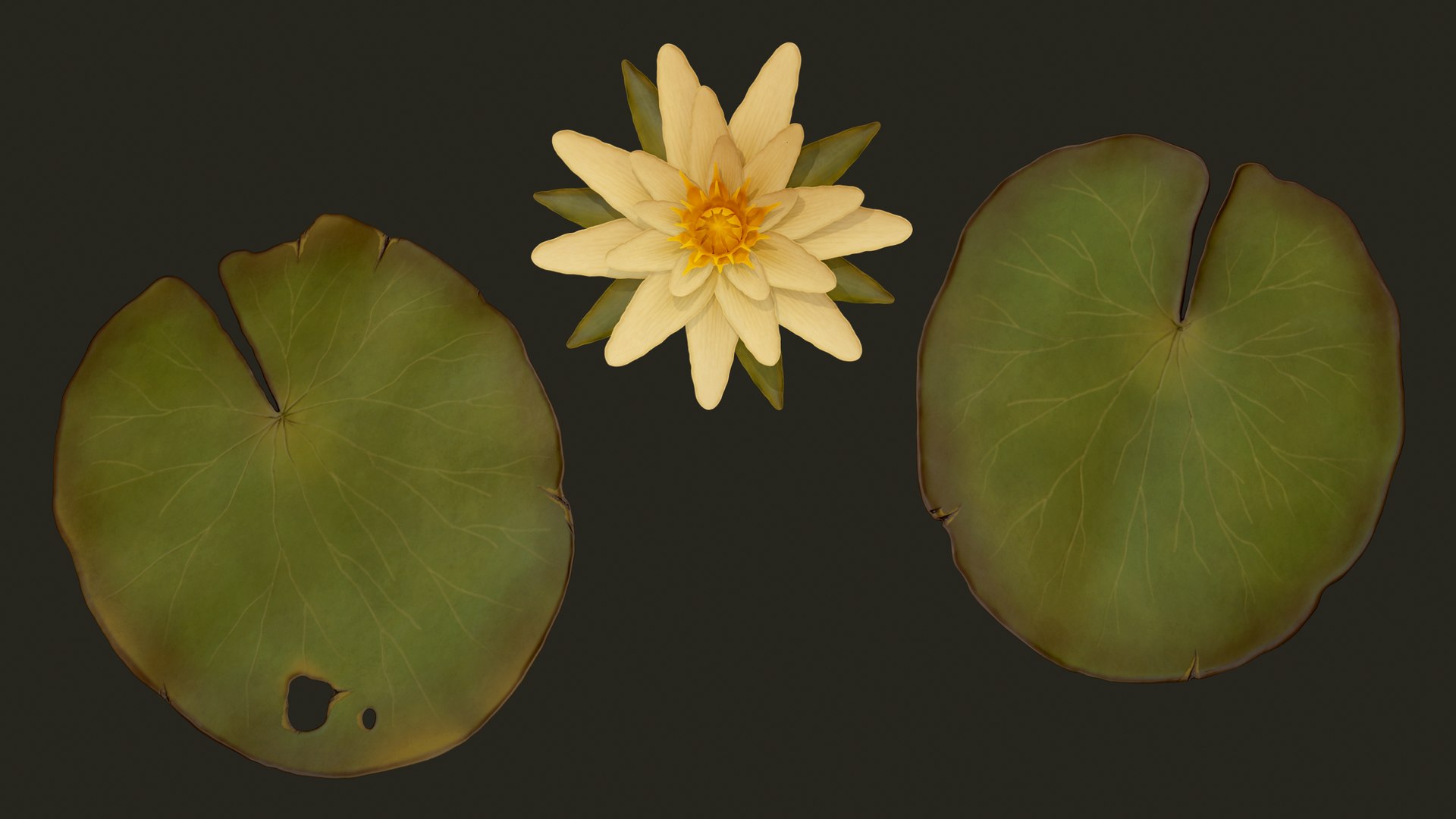 water lilies ready pbr 3D model https://p.turbosquid.com/ts-thumb/z4/fs63Oh/JgiPumZw/5/png/1589553491/1920x1080/fit_q87/fe42c3843dd22044199a4fc1f3c83b973a0f37ef/5.jpg