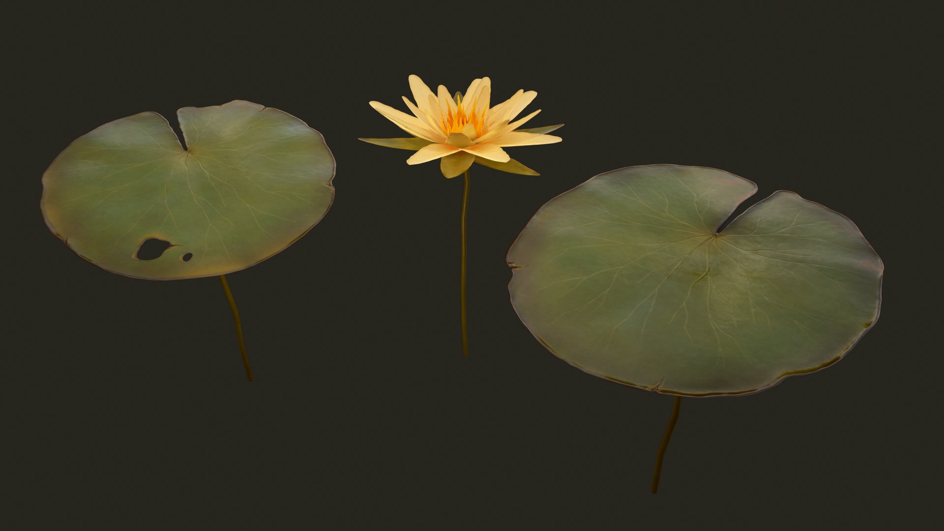 water lilies ready pbr 3D model https://p.turbosquid.com/ts-thumb/z4/fs63Oh/PuEQsojs/6/png/1589553519/1920x1080/fit_q87/eb47dc867b20b81fad96575513612732a1523949/6.jpg