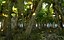 real palm forest hd 3D model
