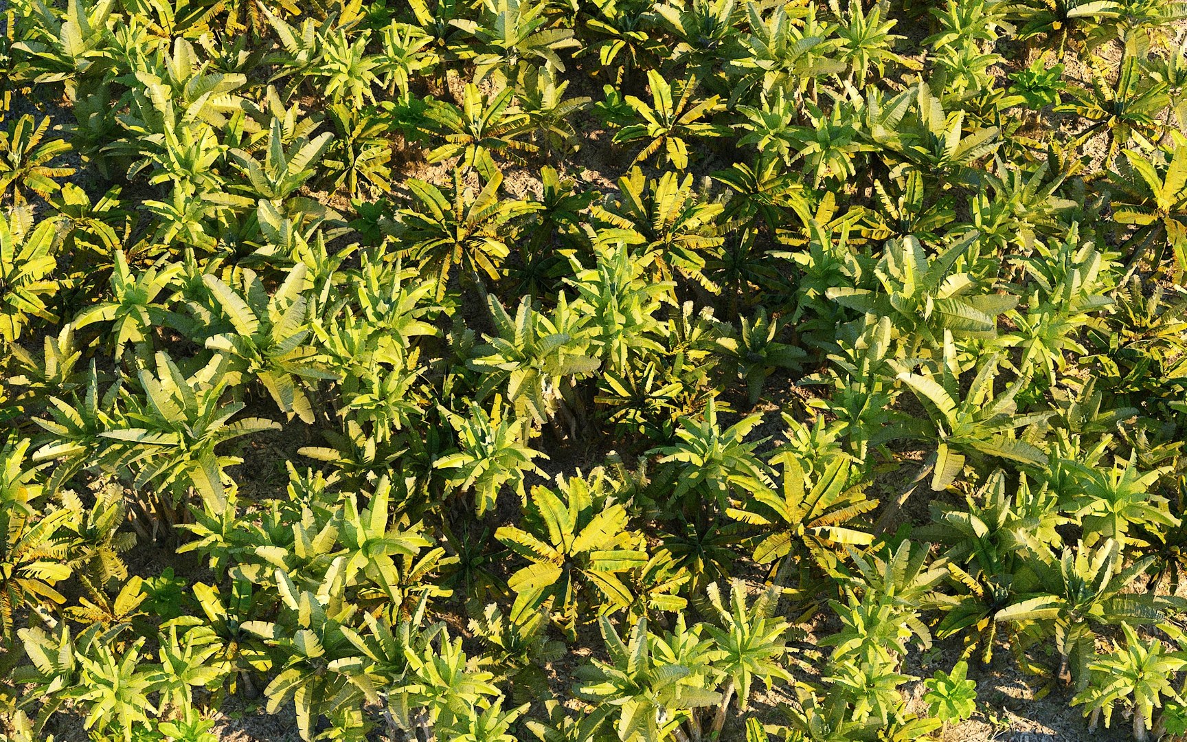 real palm forest hd 3D model https://p.turbosquid.com/ts-thumb/z4/impm9W/OBmoGBNj/88989890/jpg/1523137271/1920x1080/fit_q87/c1cc2e3458364fa760da2e04533785a4a5b5082e/88989890.jpg