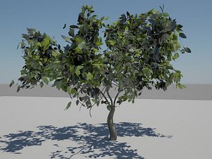 free summer tree 3d model
