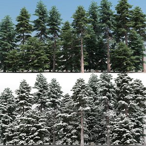 20 Cedar Trees with snow