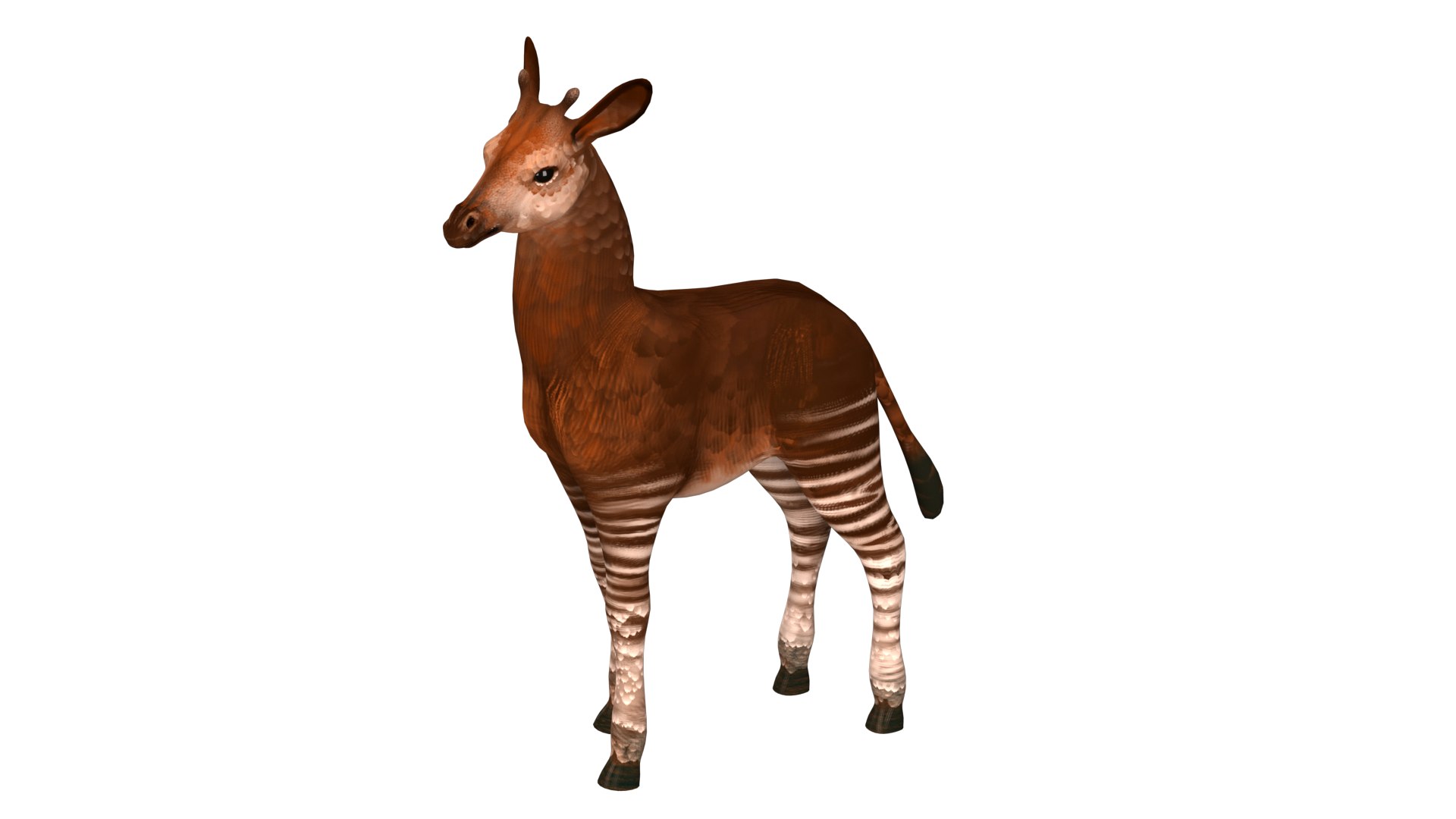 Okapi Rig High-poly Textured Model - TurboSquid 2345270