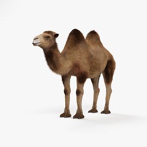 camel mammal animal model