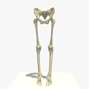 3d legs feet male skeleton