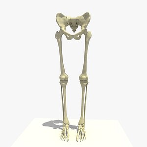 Legs and Feet Skeleton Textured