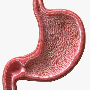 Human Stomach - Cross-Section