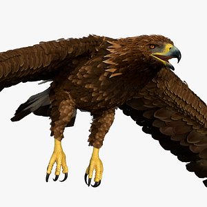 Golden Eagle Flying