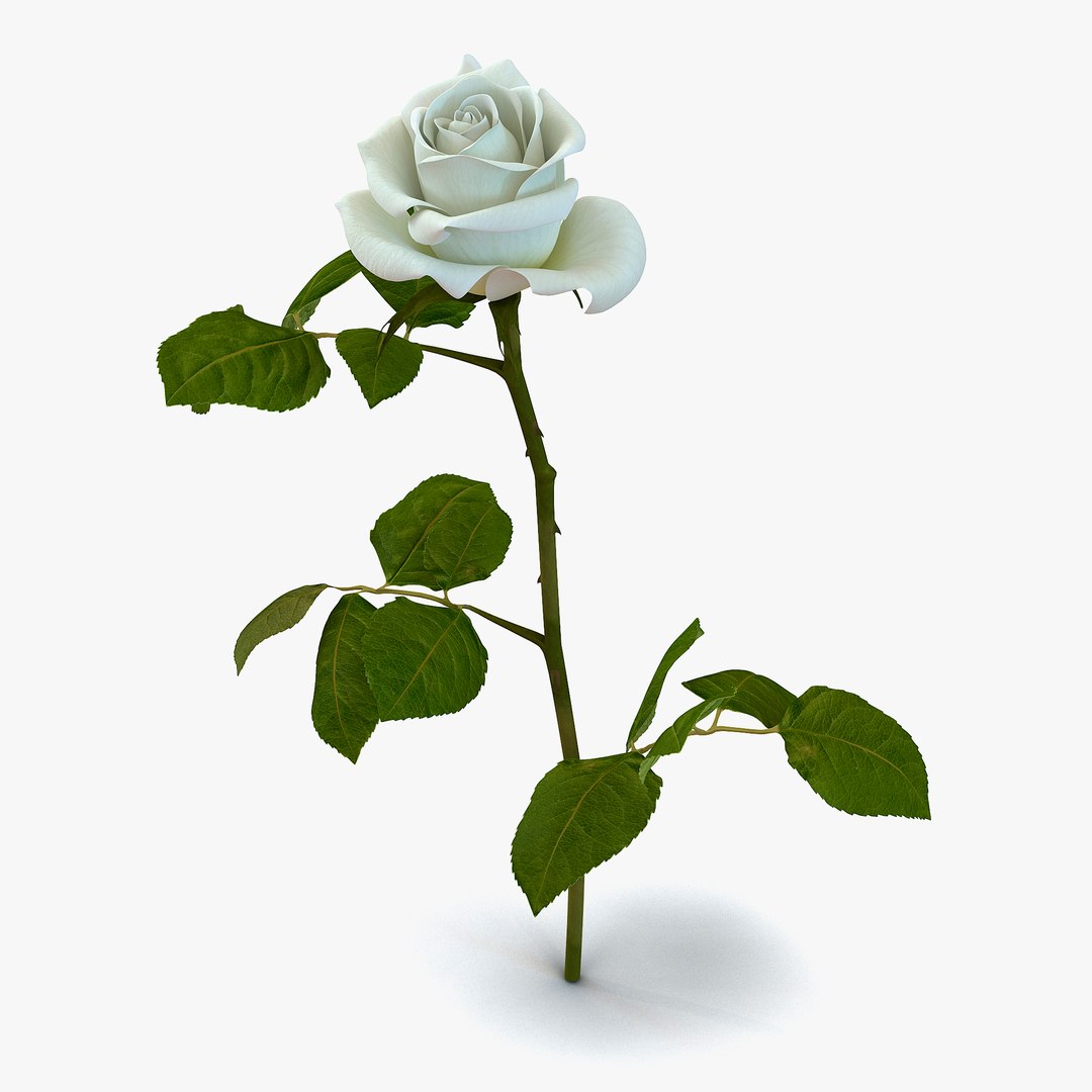 Rose White 3D Model 3D model preview