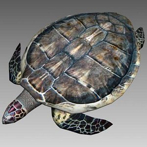 3ds max sea turtle