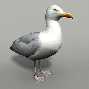 max gull seagull sea