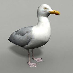 Seagull