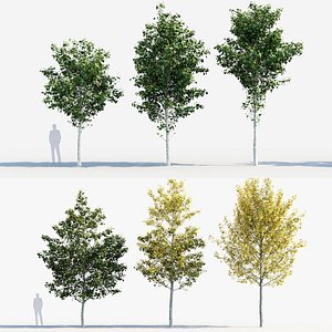3D Acer campestre Field maple