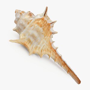 Murex Carbonnieri 3D model
