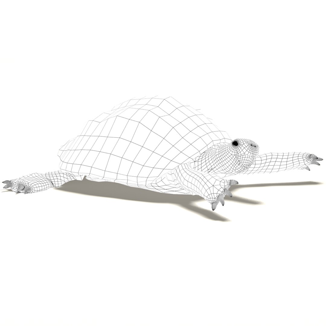 3d tortoise model https://p.turbosquid.com/ts-thumb/z6/DEo2Xv/1gkL6KLQ/tortoise_06/png/1402709902/1920x1080/fit_q87/1844c40e7641f49a54070b5362b9ec11c440280b/tortoise_06.jpg