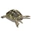 Tortoise