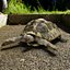 Tortoise