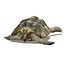 Tortoise