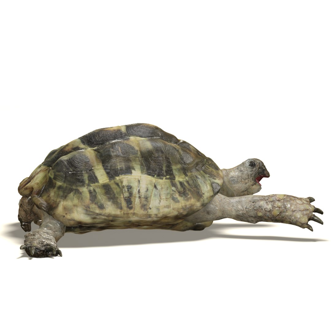 3d tortoise model https://p.turbosquid.com/ts-thumb/z6/DEo2Xv/HFC5QMd4/tortoise_05/png/1402709902/1920x1080/fit_q87/547351b857cf78fc9d9f4964147dd4d72b59d605/tortoise_05.jpg