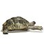 Tortoise