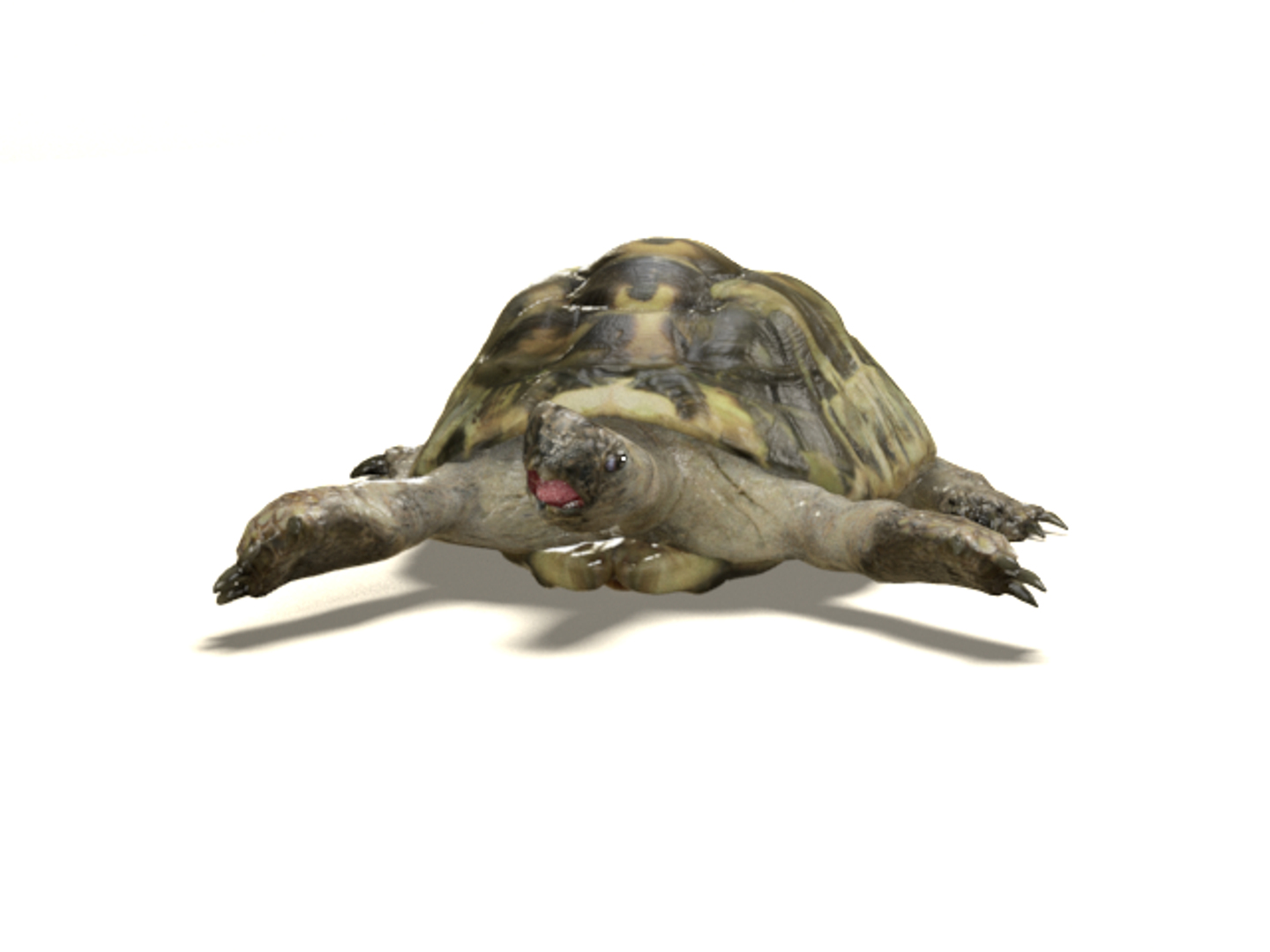 3d tortoise model https://p.turbosquid.com/ts-thumb/z6/DEo2Xv/i0IOYY51/turntable_color/png/1402710002/1920x1080/turn_fit_q99/7e78e796e10049bb732ad3df965ad2d3d21827c7/turntable_color-1.jpg