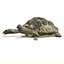 Tortoise
