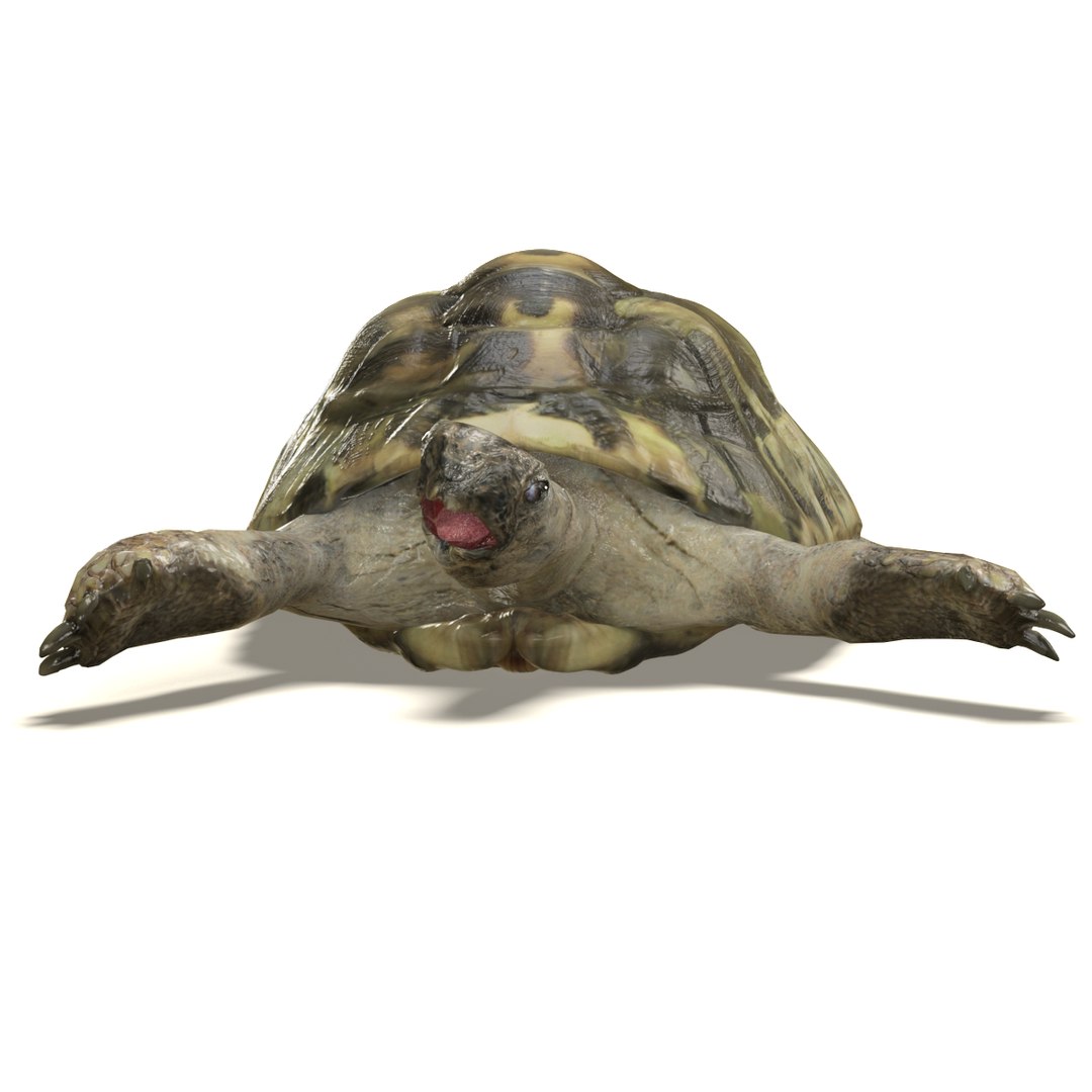 3d tortoise model https://p.turbosquid.com/ts-thumb/z6/DEo2Xv/uVAbtdmq/tortoise_04/png/1402709902/1920x1080/fit_q87/1b834eb454c1fa8cbb972cdc254e07a2cf673cb0/tortoise_04.jpg