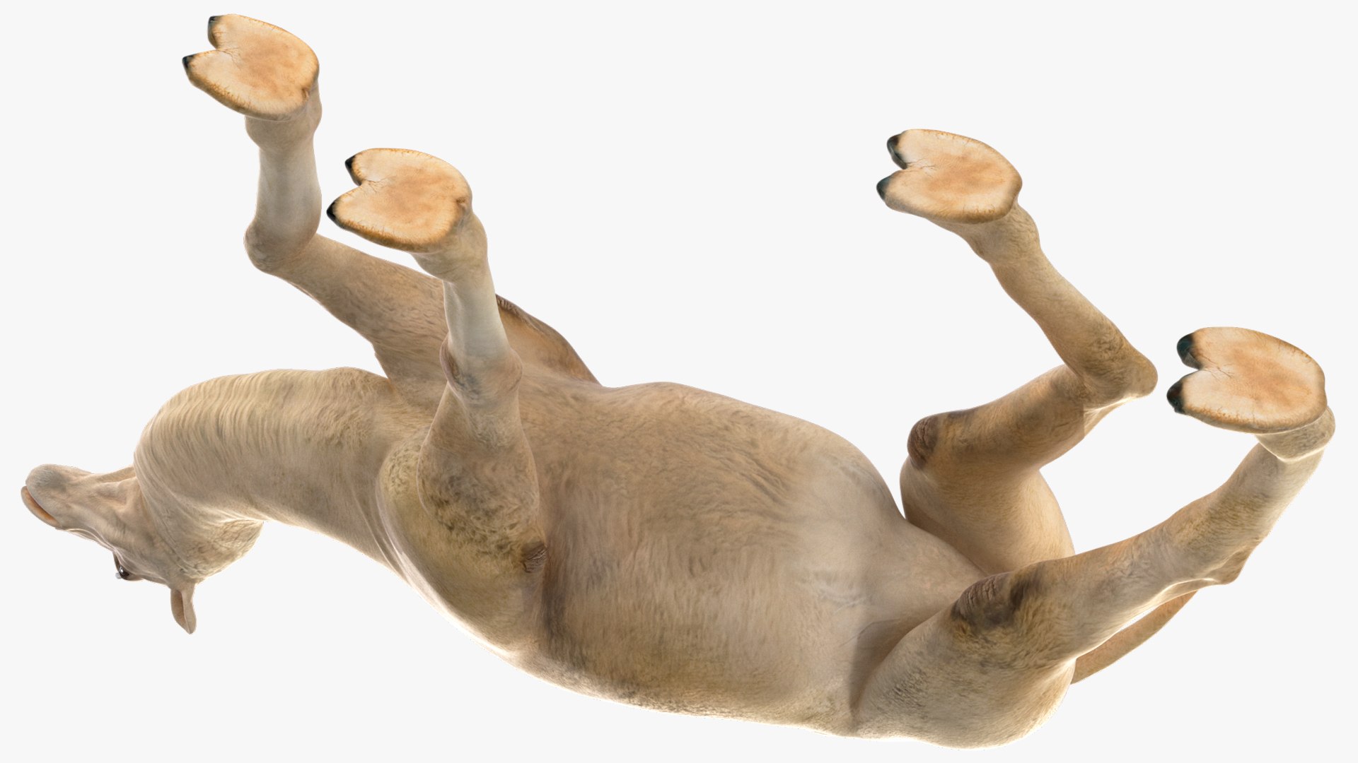 3D Bactrian Camel Light Colored Walking Pose https://p.turbosquid.com/ts-thumb/z6/DO4Lpv/YV/bactriancamellightcoloredwalkingposemb3dmodel011/jpg/1724669612/1920x1080/fit_q87/f417230135a55369ecd7c44174d81ddf166bf5cd/bactriancamellightcoloredwalkingposemb3dmodel011.jpg