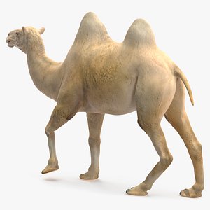 3D Bactrian Camel Light Colored Walking Pose