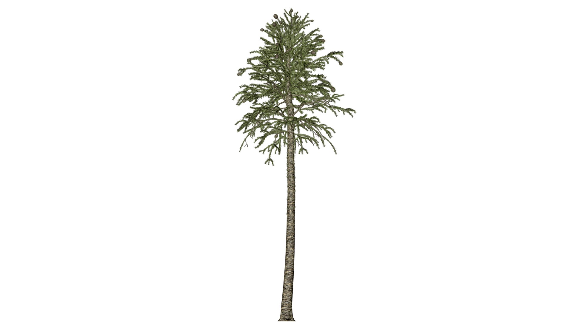 3D Monkey Puzzle Tree - 10 - Model - TurboSquid 2373693