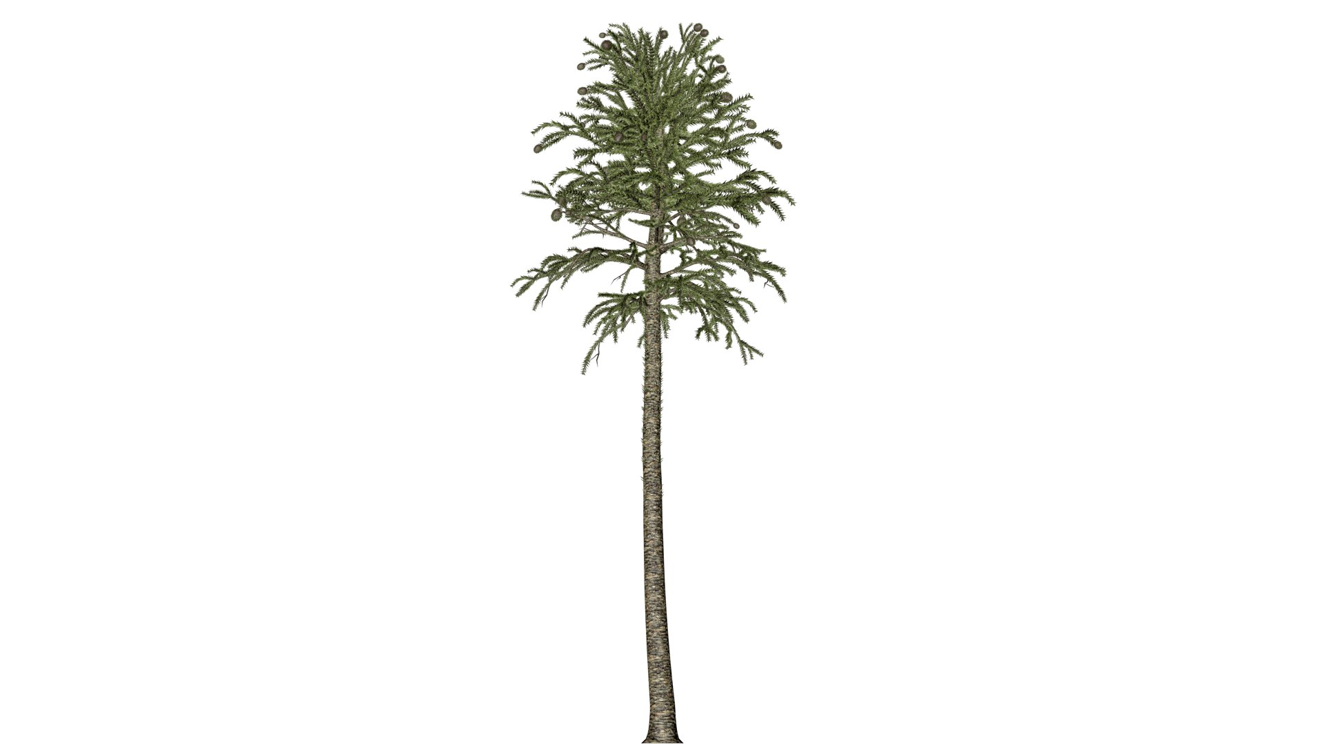 3D Monkey Puzzle Tree - 10 - Model - TurboSquid 2373693
