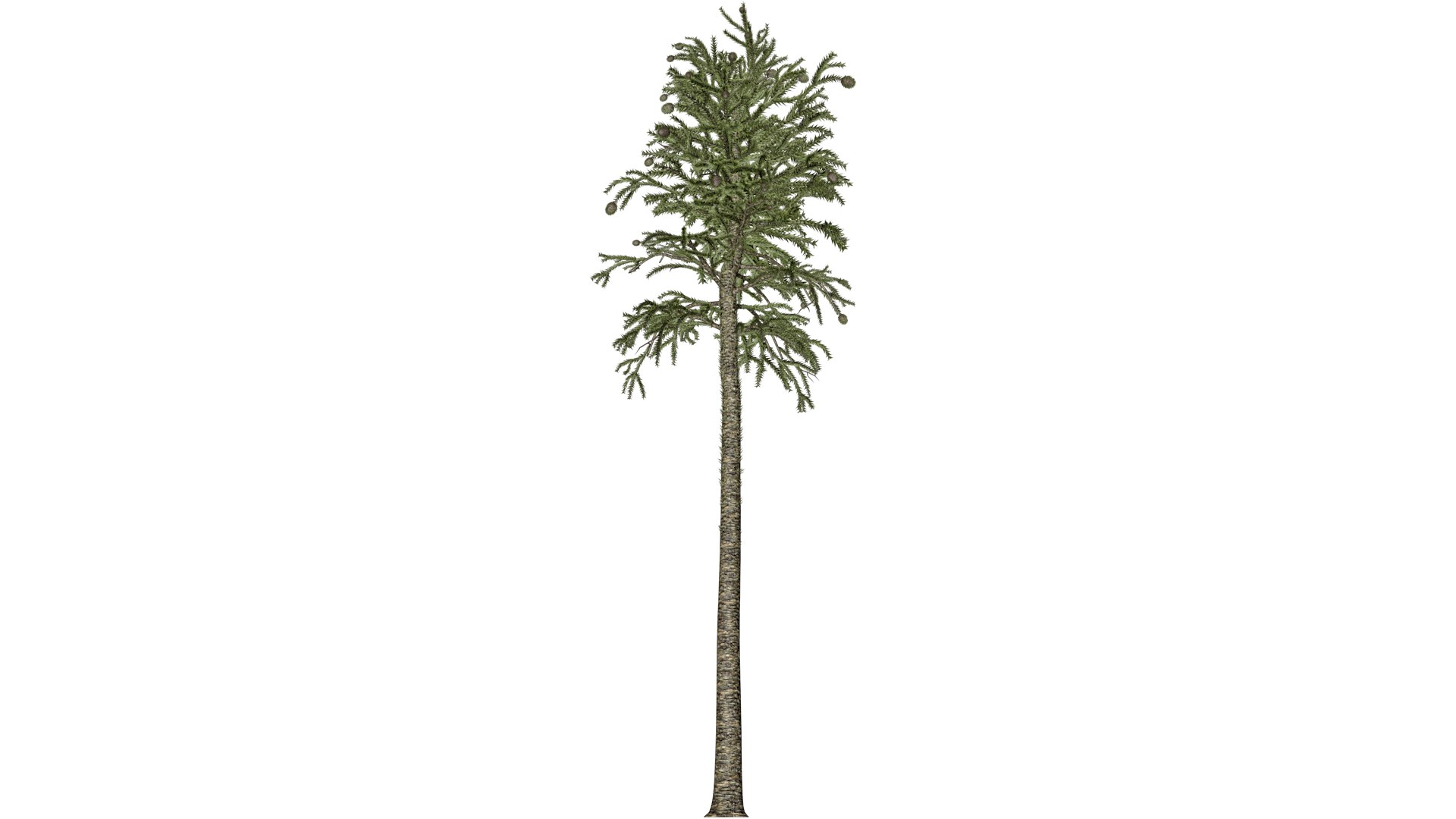 3D Monkey Puzzle Tree - 10 - Model - TurboSquid 2373693