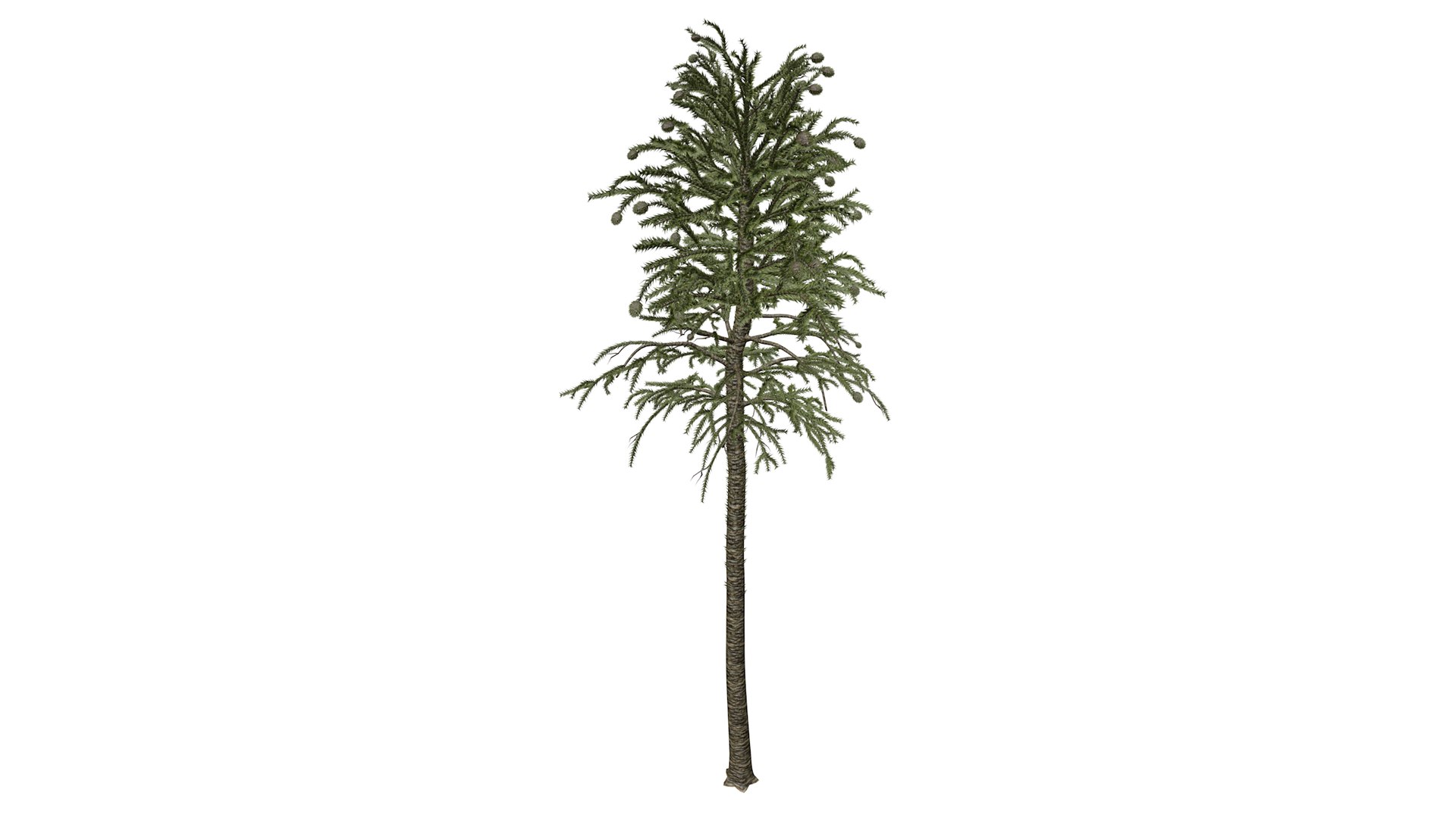 3D Monkey Puzzle Tree - 10 - Model - TurboSquid 2373693