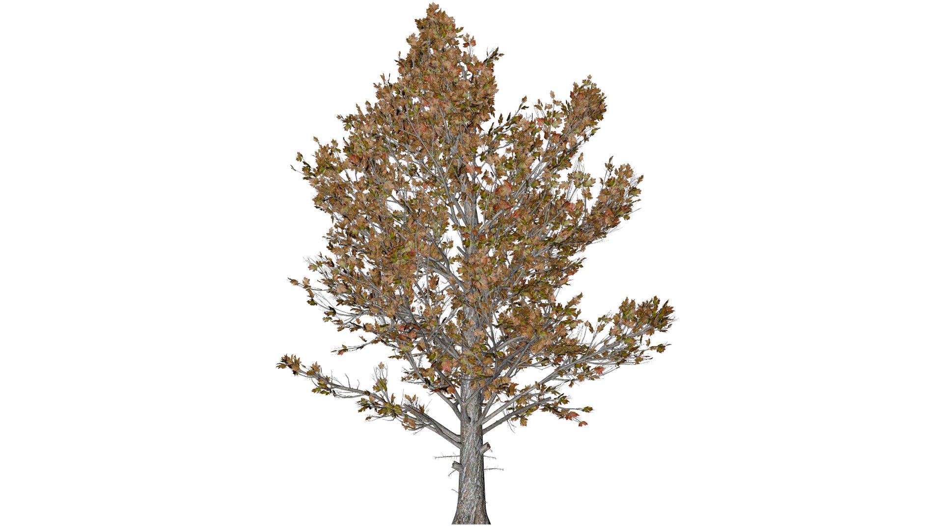 Sugar Maple Tree In Fall - 02 - Model - TurboSquid 2377834