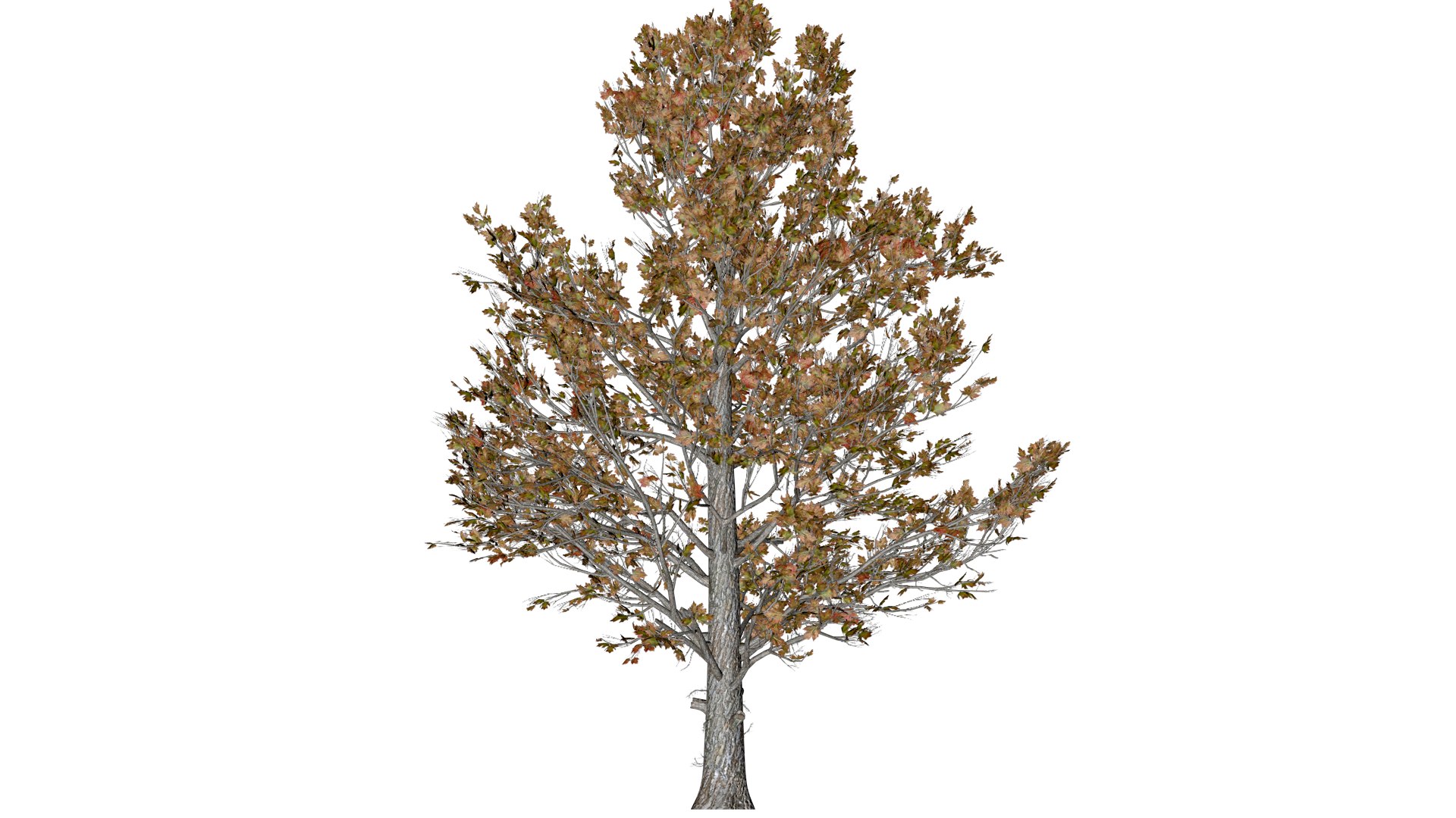 Sugar Maple Tree In Fall - 02 - Model - TurboSquid 2377834