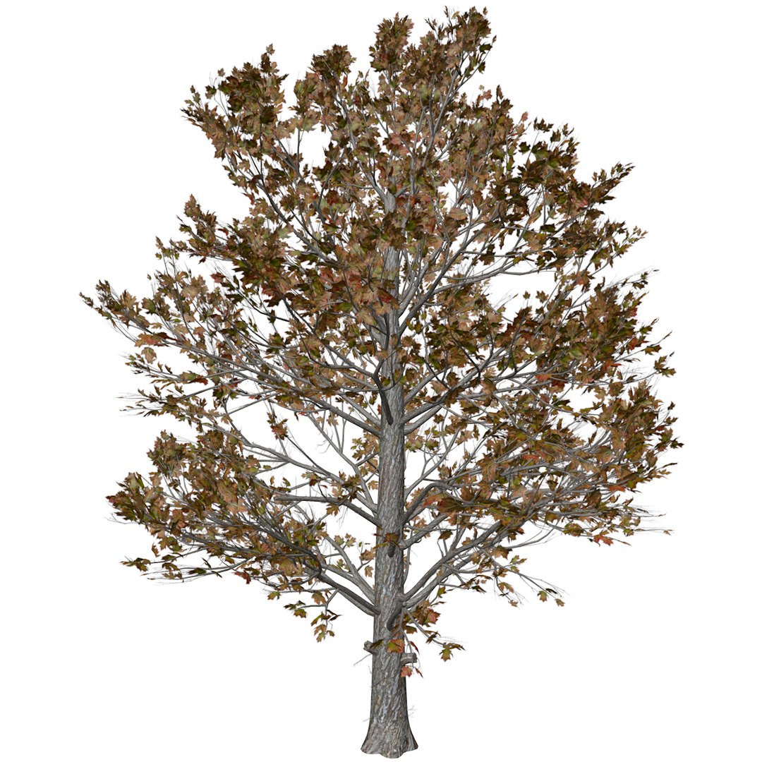 Sugar Maple Tree In Fall - 02 - Model - TurboSquid 2377834
