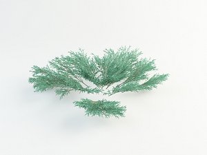 max juniperus sabina
