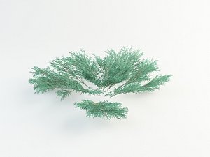 juniper sabina