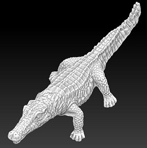 Aligator Crocodile